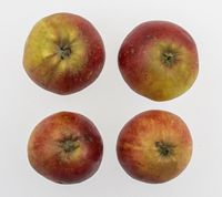 Karen Hanses æble 1